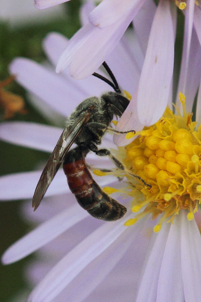 maschio di Lasioglossum cfr. nigripes  (Apidae Halictinae)