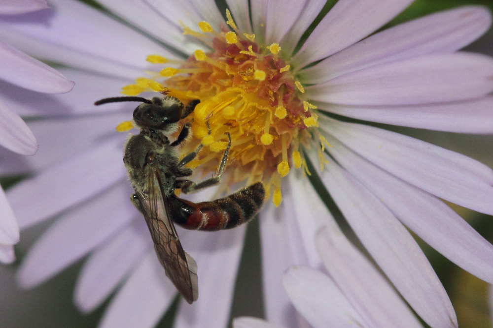 maschio di Lasioglossum cfr. nigripes  (Apidae Halictinae)