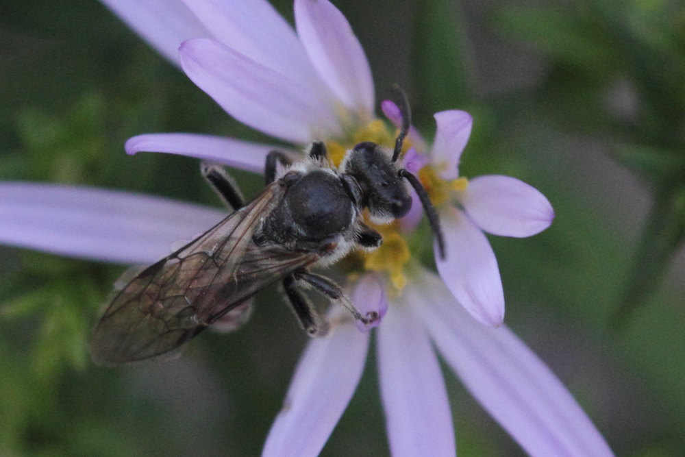 maschio di Lasioglossum cfr. nigripes  (Apidae Halictinae)