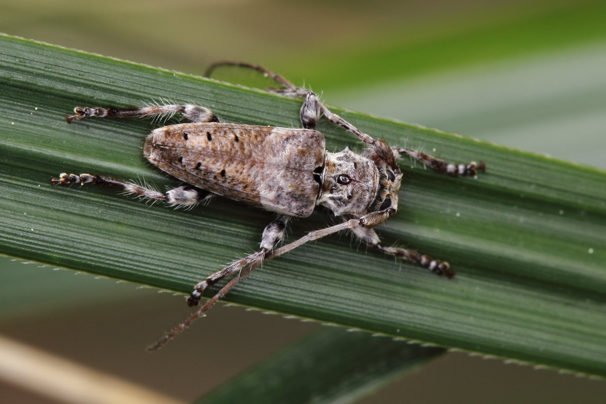 Pogonocherus perroudi ssp. perroudi