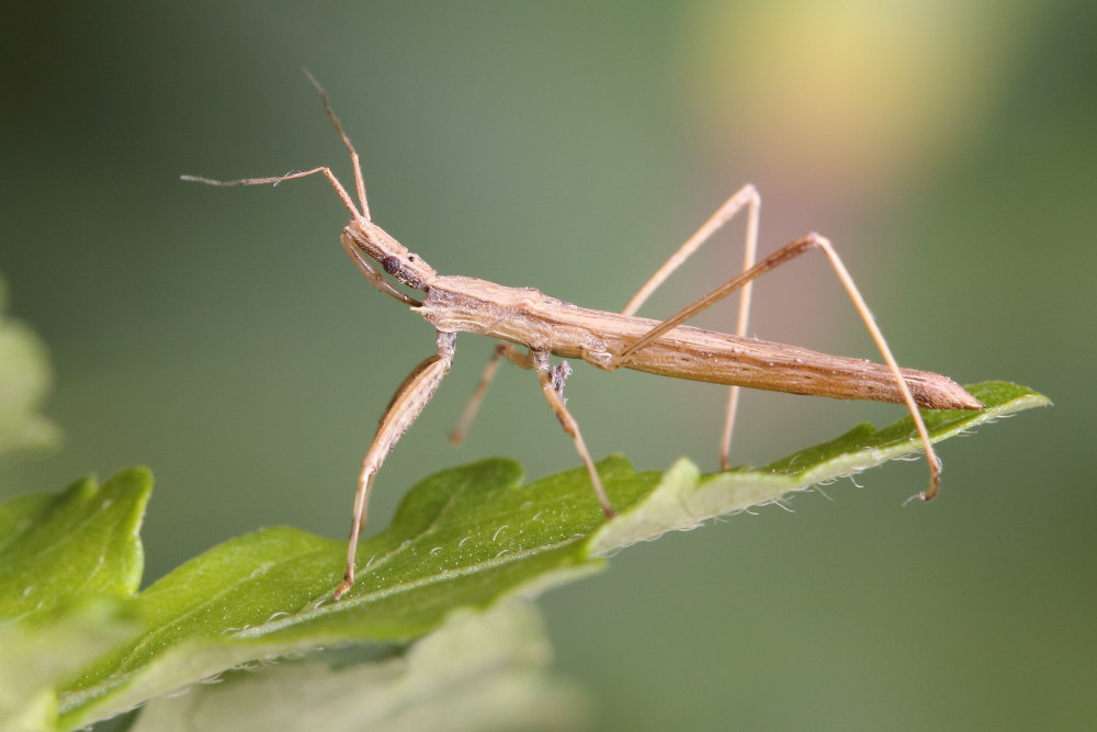 Reduviidae: Sastrapada baerensprungi