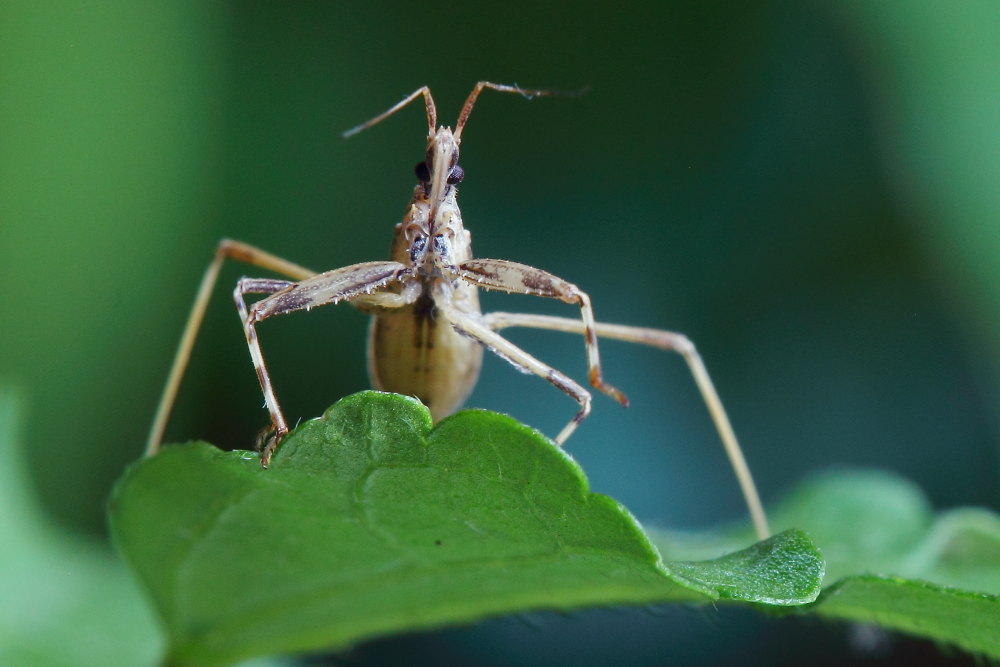 Reduviidae: Sastrapada baerensprungi