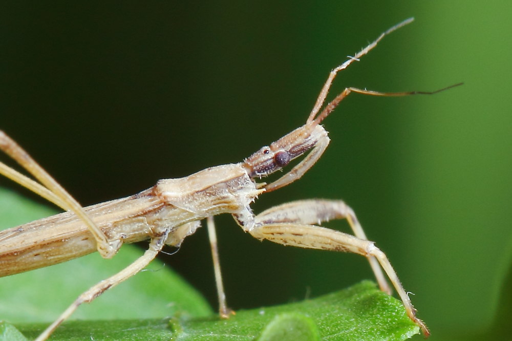 Reduviidae: Sastrapada baerensprungi