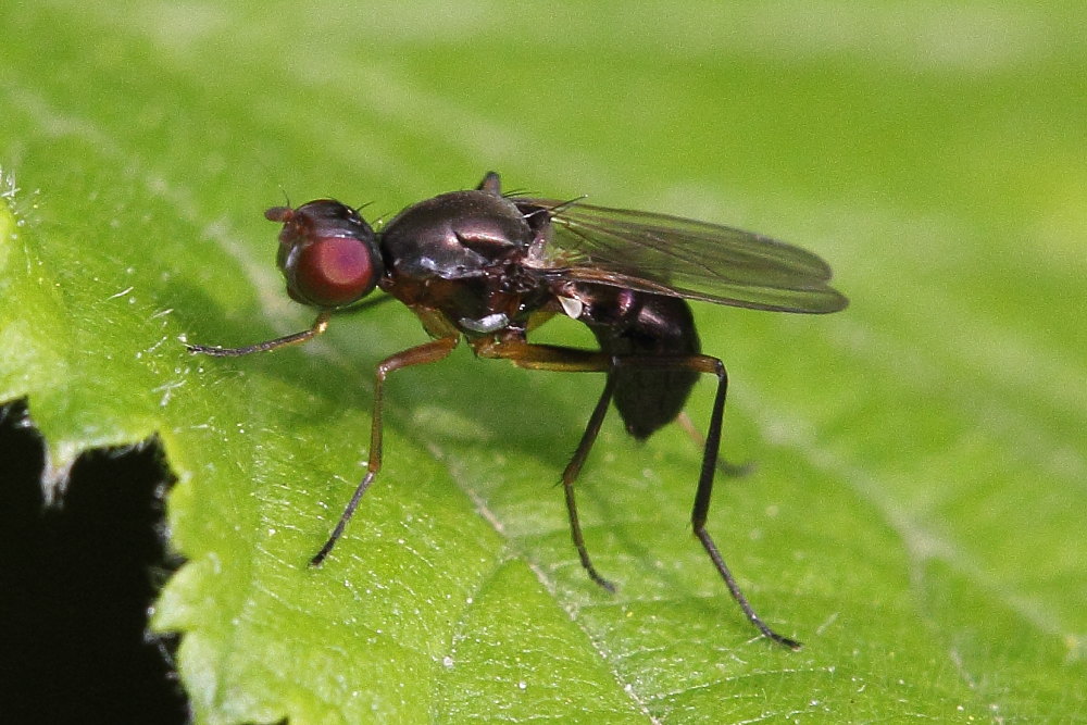 Sepsidae  de identificare