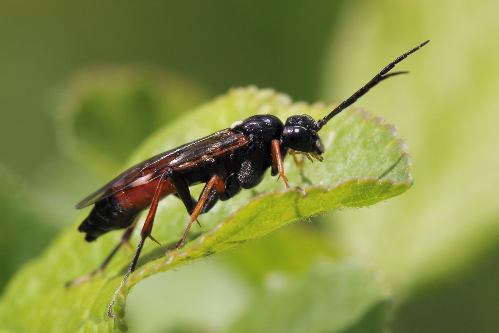 Tenthredopsis cfr. scutellaris