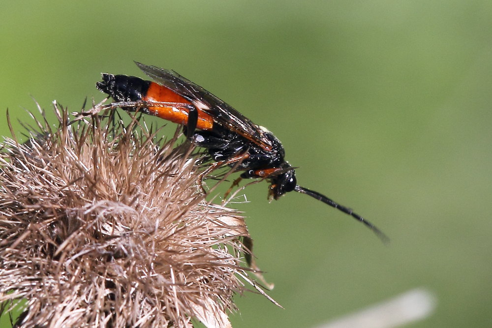 Tenthredopsis cfr. scutellaris