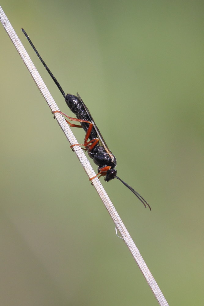 icneumonidae, sottofamiglia Pimplinae