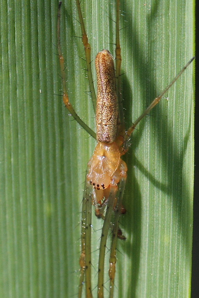 Tetragnatha sp. - Osimo (AN)