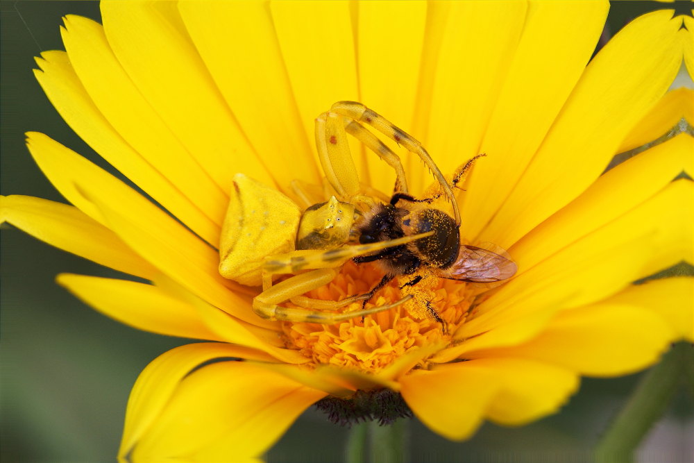 Thomisus onustus in azione - Monte Conero (AN)