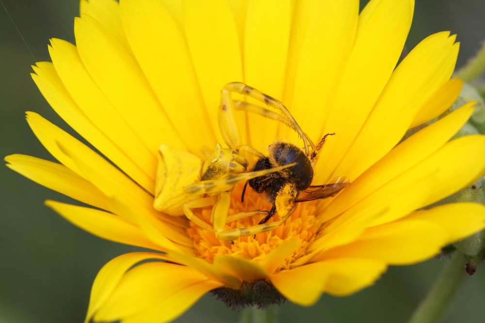 Thomisus onustus in azione - Monte Conero (AN)