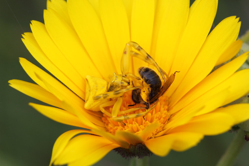 Thomisus onustus in azione - Monte Conero (AN)
