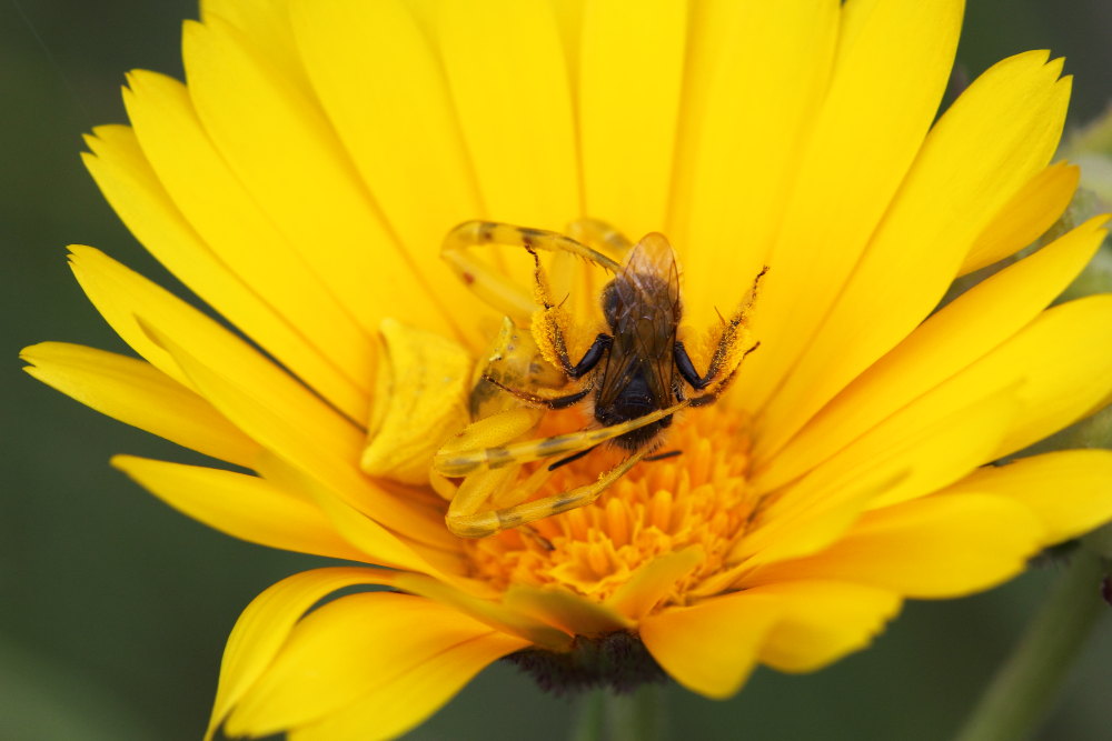 Thomisus onustus in azione - Monte Conero (AN)