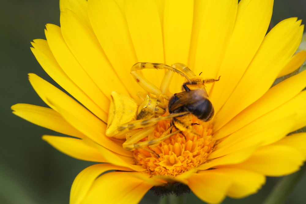 Thomisus onustus in azione - Monte Conero (AN)