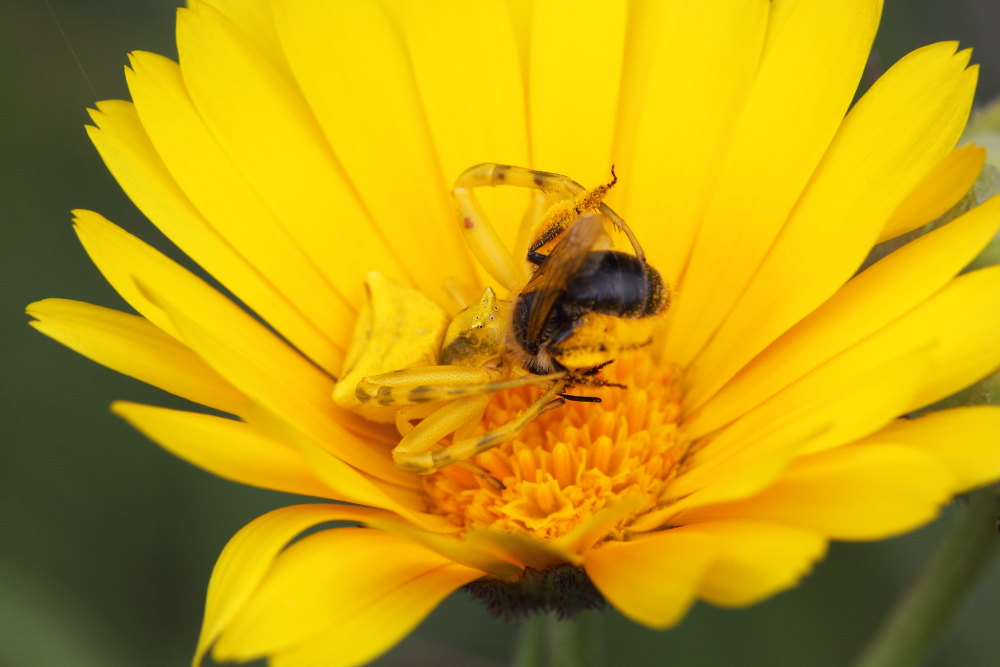 Thomisus onustus in azione - Monte Conero (AN)