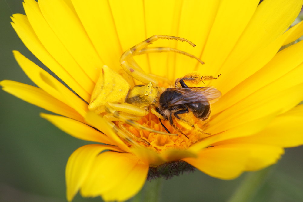 Thomisus onustus in azione - Monte Conero (AN)
