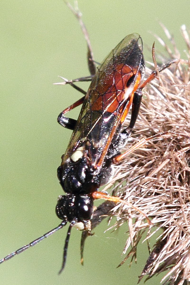 Tenthredopsis cfr. scutellaris