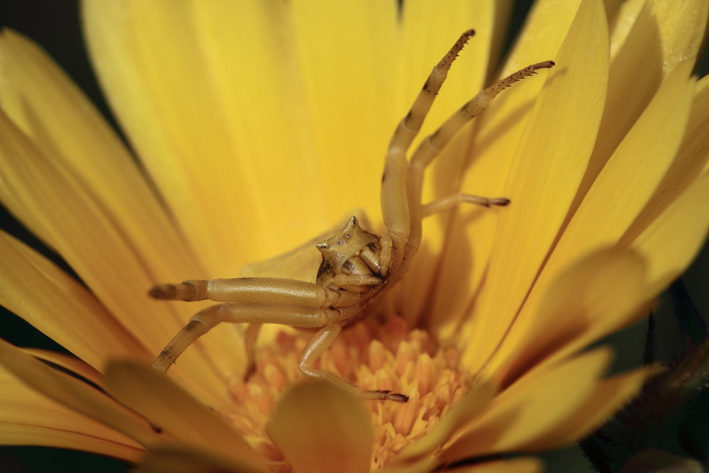 Thomisus onustus in azione - Monte Conero (AN)