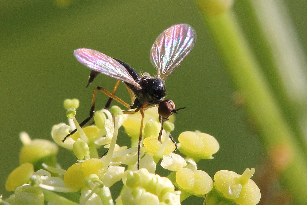 Empis (Lissempis) nigritarsis