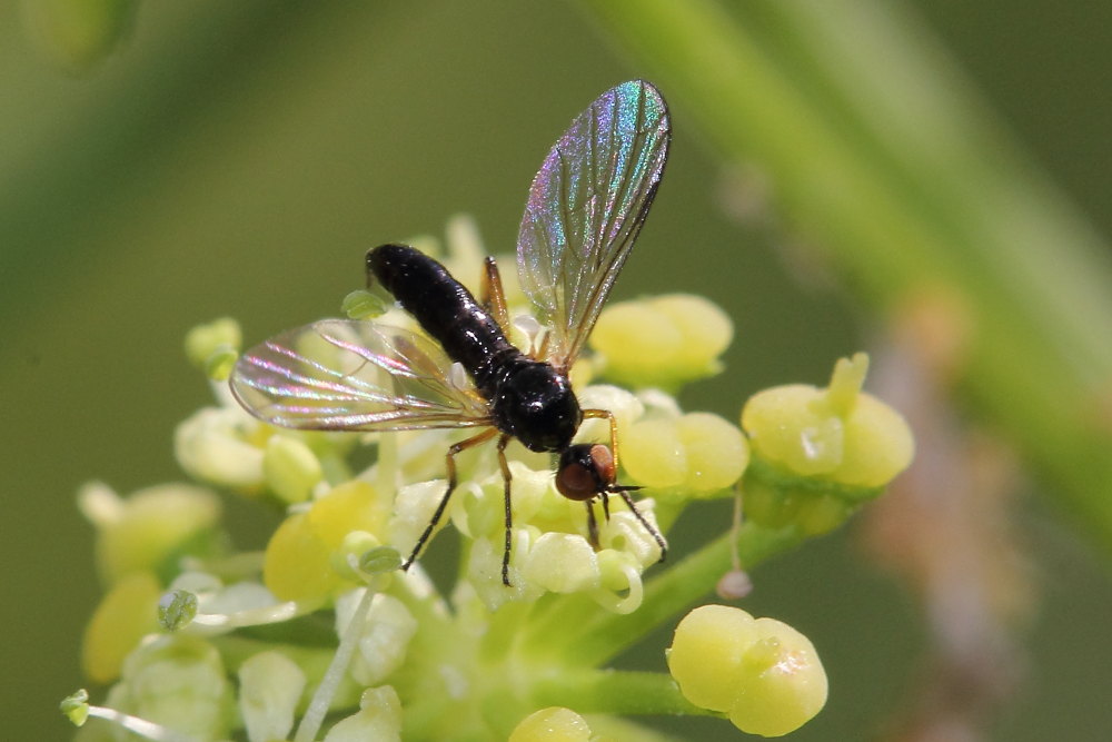 Empis (Lissempis) nigritarsis