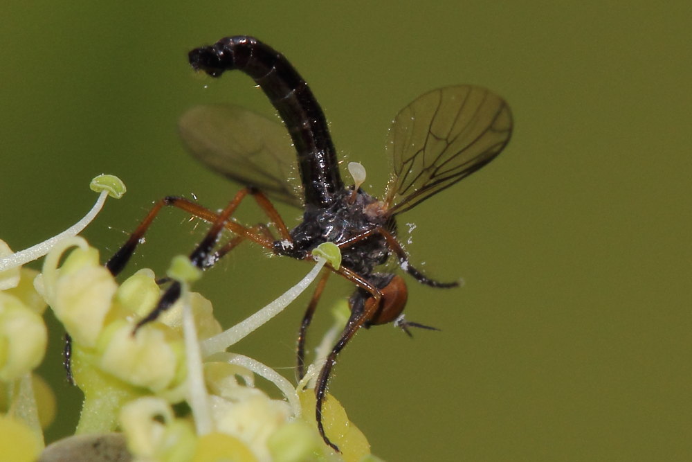 Empis (Lissempis) nigritarsis