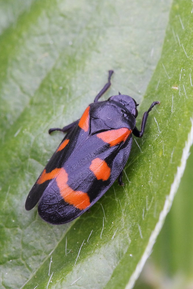 Cercopis sanguinolenta?