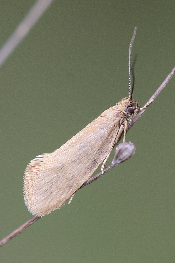 Microlepidottero da identificare
