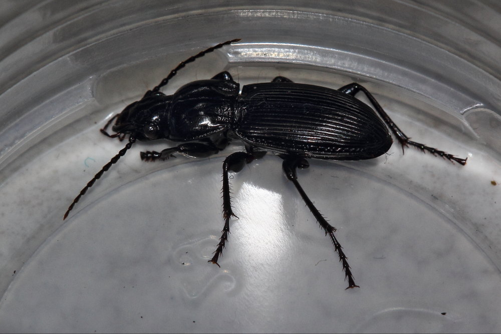 Carabidae da identificare: Pterostichus melas