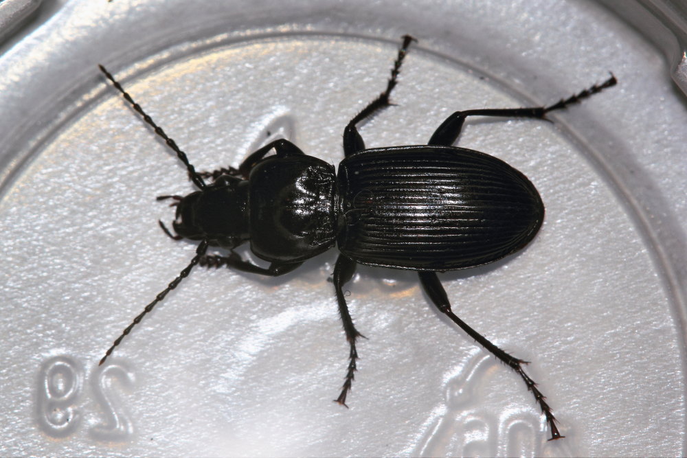 Carabidae da identificare: Pterostichus melas