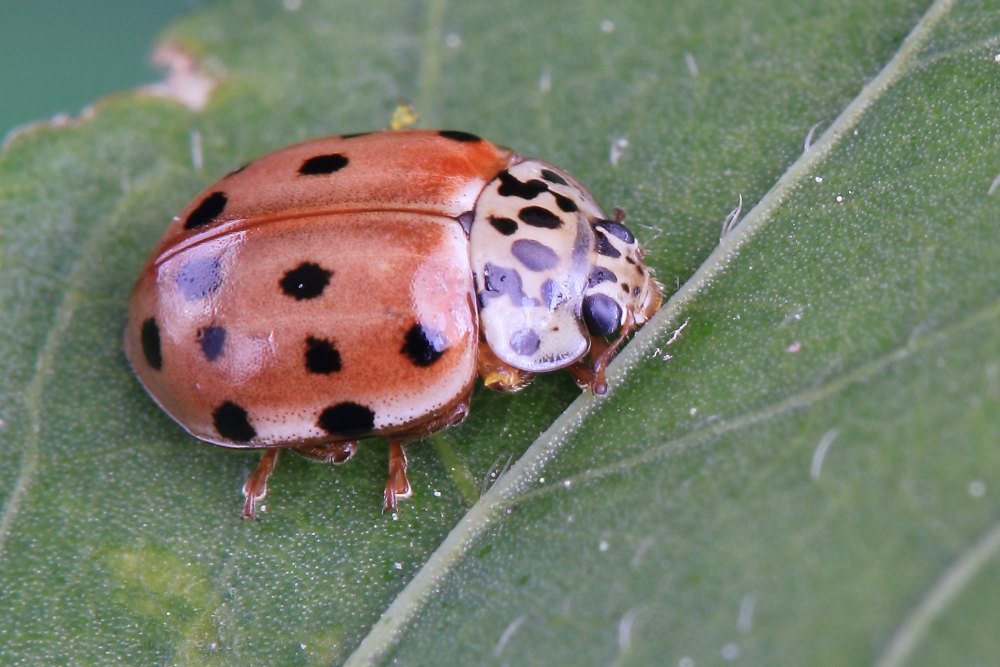 Harmonia quadripunctata, Coccinellidae