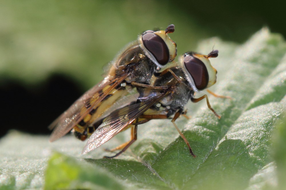 Coppia di sirfidi da identificare