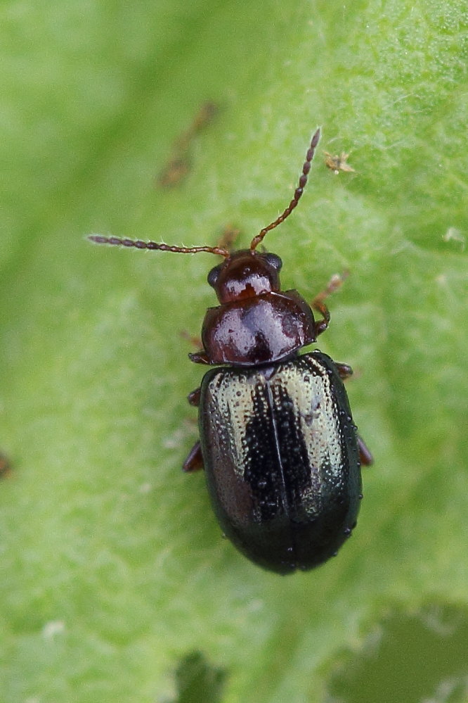 Crepidodera sp.?