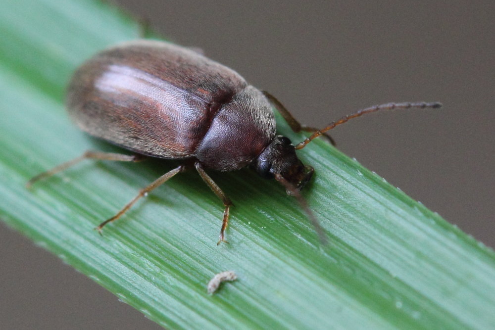 Isomira sp.? (Tenerionidae, Alleculinae)