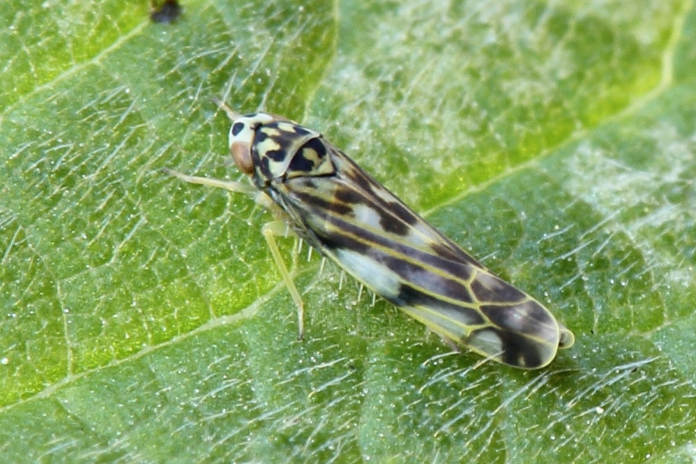 Eupteryx urticae