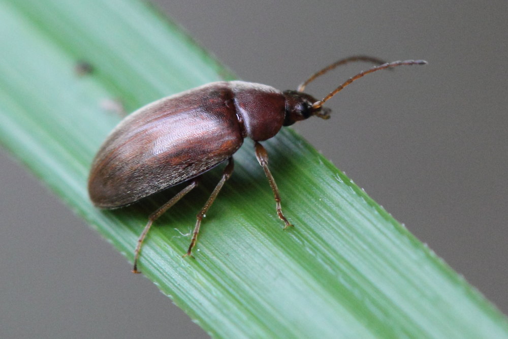 Isomira sp.? (Tenerionidae, Alleculinae)
