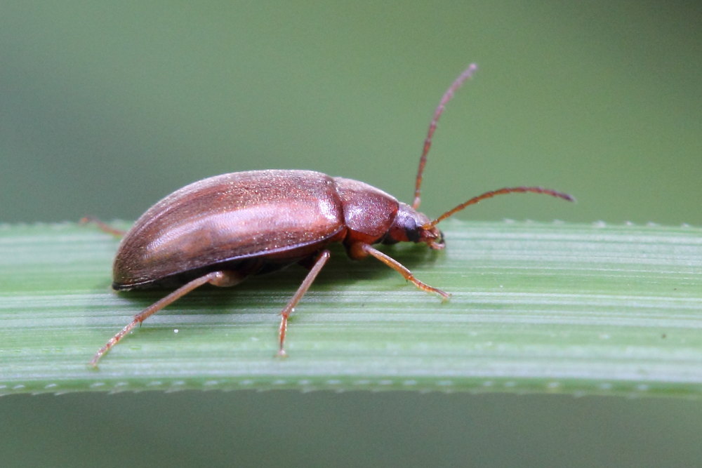 Isomira sp.? (Tenerionidae, Alleculinae)