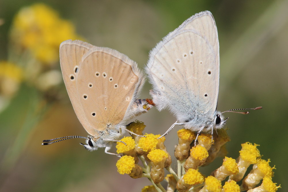 M e F  : foto di coppia