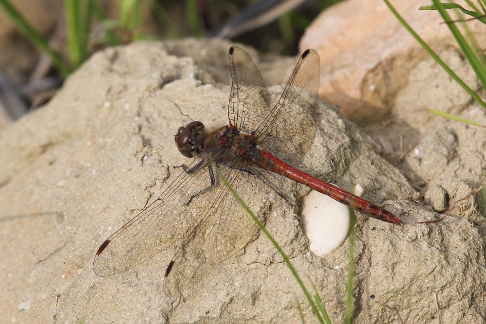 Maschio di Sympetrum striolatum