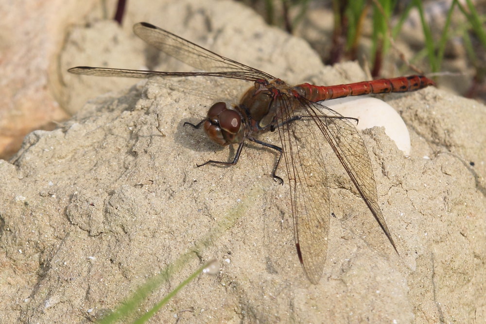 Maschio di Sympetrum striolatum