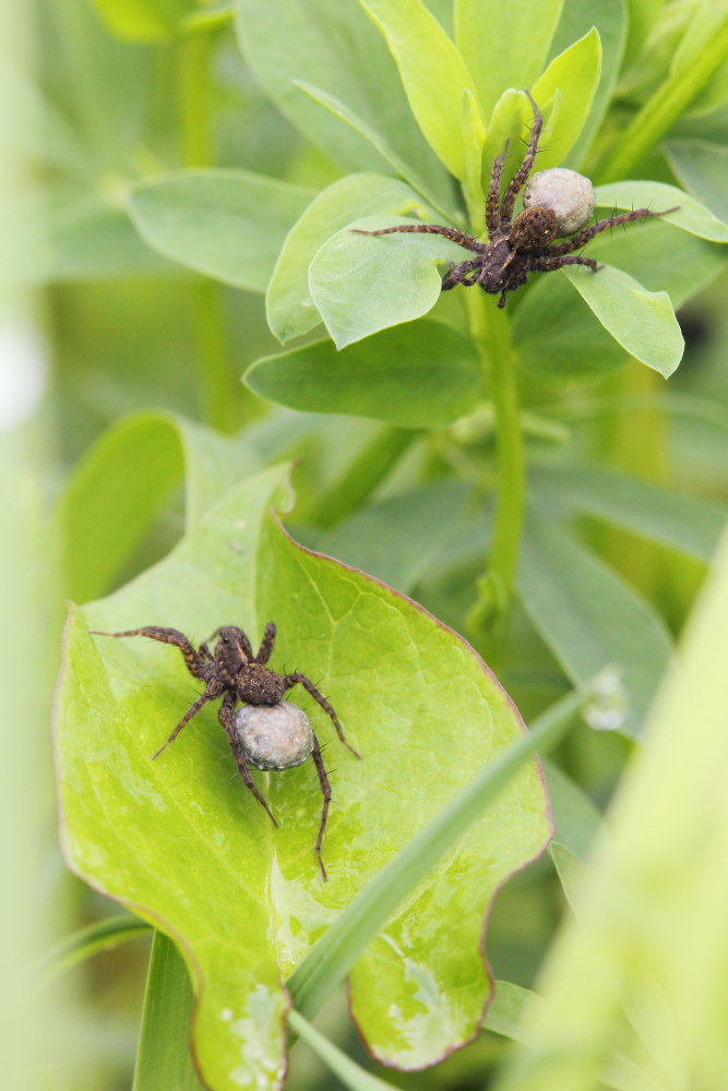 Pardosa sp. - Osimo (AN)