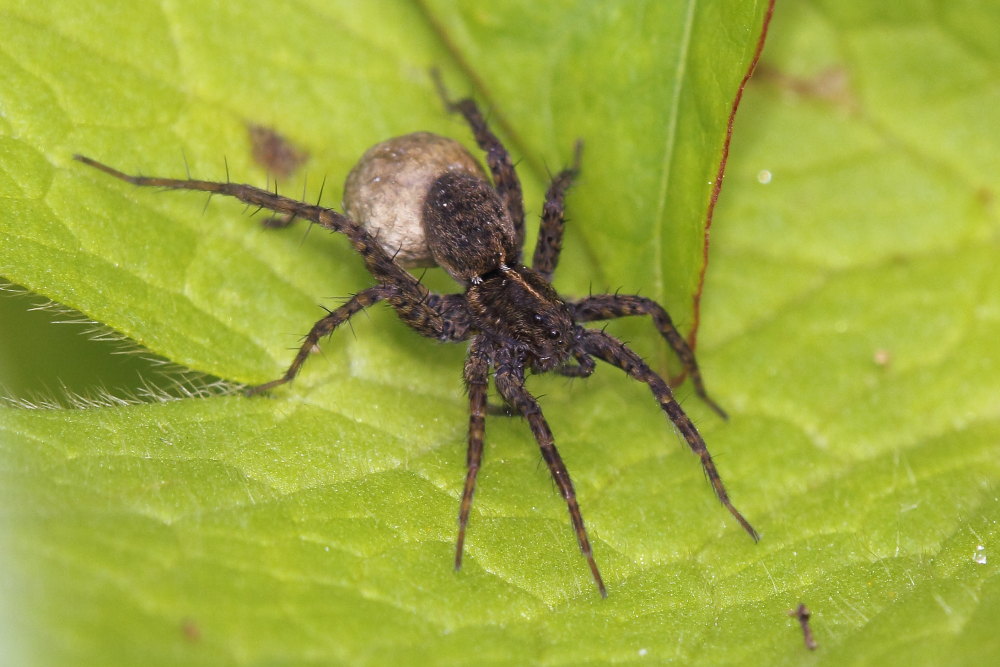 Pardosa sp. - Osimo (AN)