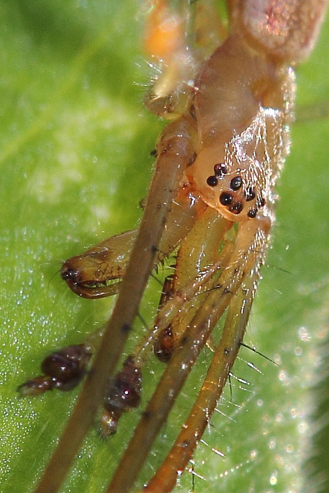 Tetragnatha sp. - Osimo (AN)