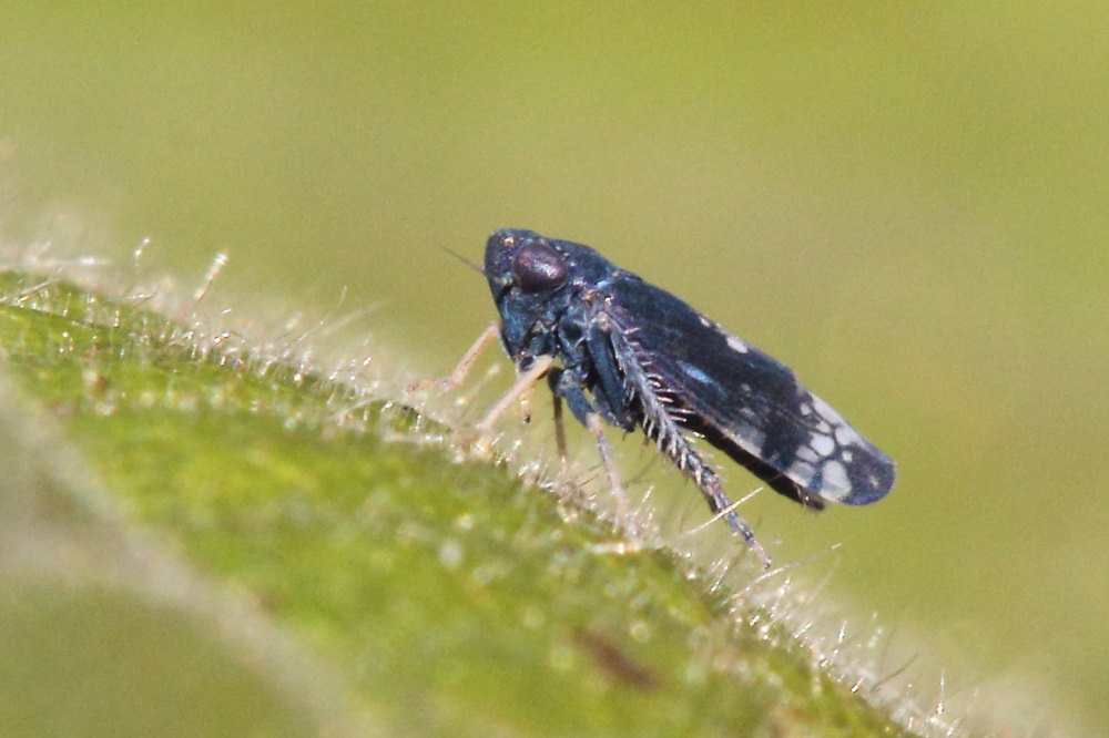 Cicadomorpha: Neoaliturus sp. (Cicadellidae)