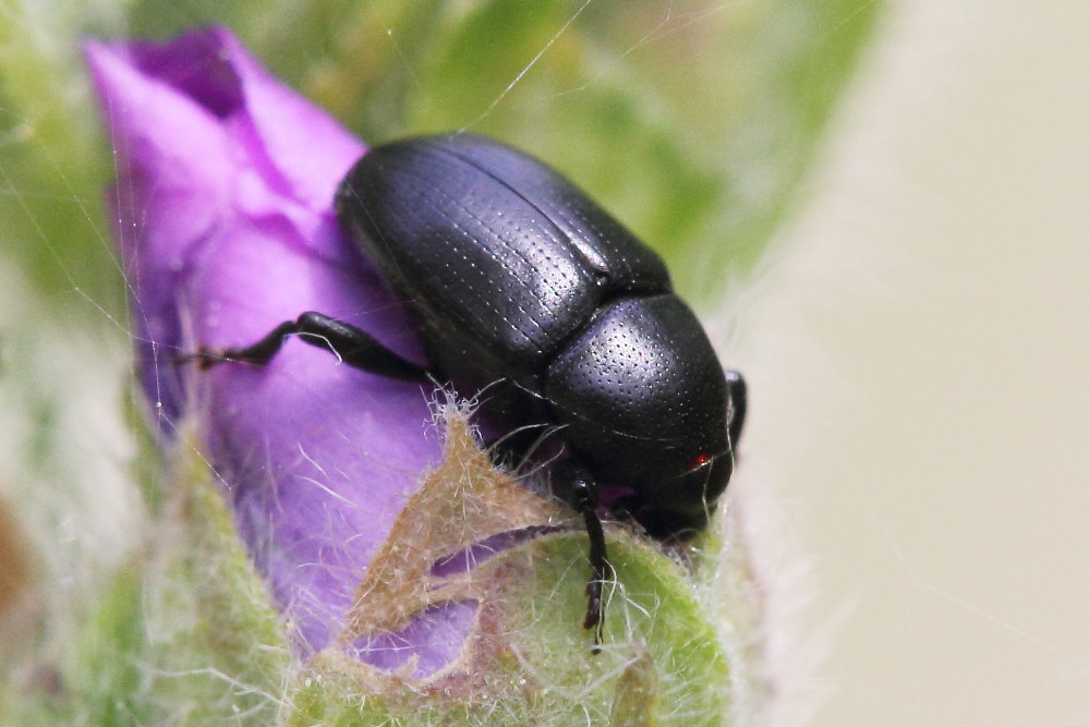 Curculionidae da identificare - Malvaevora timida