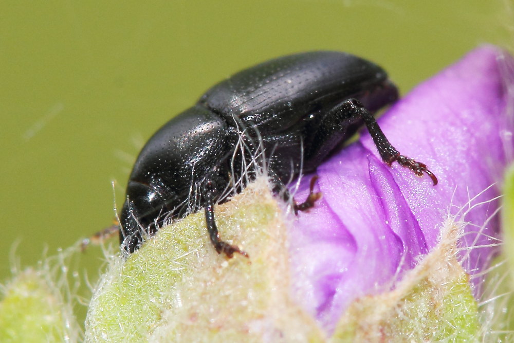 Curculionidae da identificare - Malvaevora timida