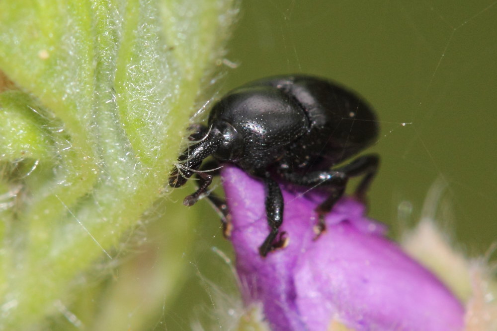 Curculionidae da identificare - Malvaevora timida