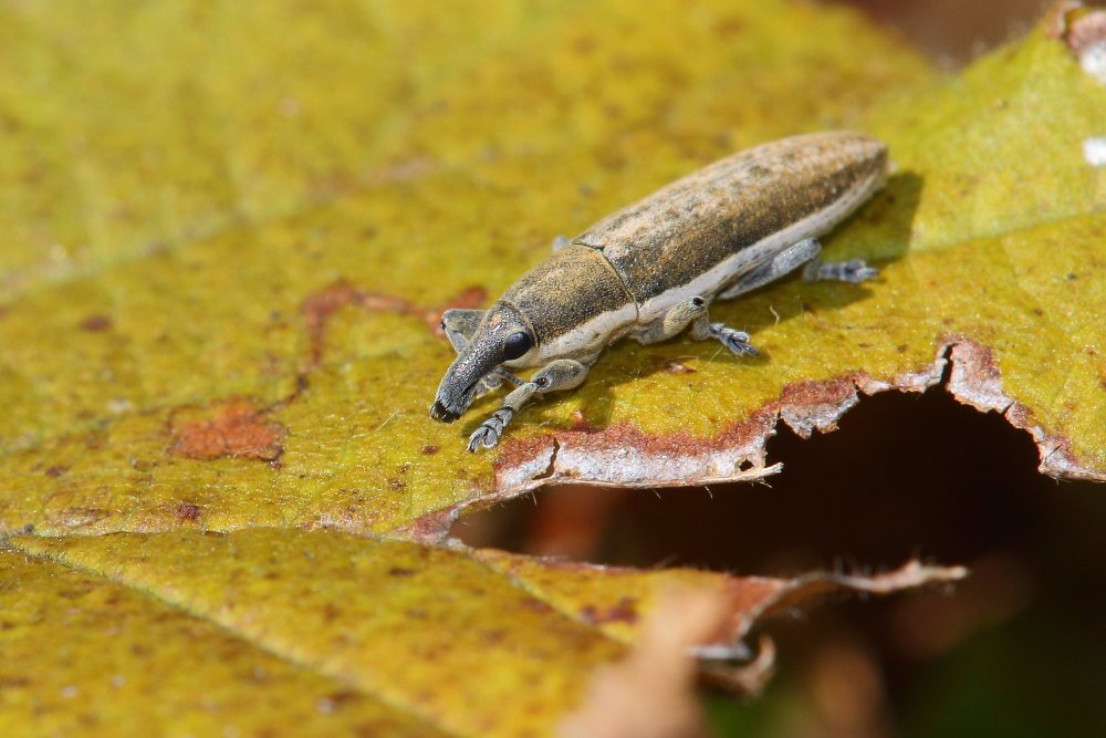 Curculionidae : Lixus (Compsolixus) albomarginatus