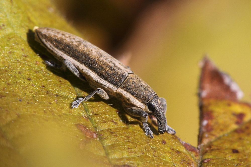 Curculionidae : Lixus (Compsolixus) albomarginatus