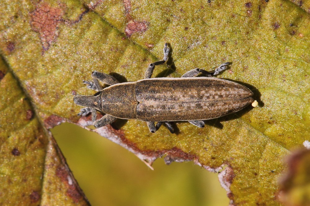 Curculionidae : Lixus (Compsolixus) albomarginatus