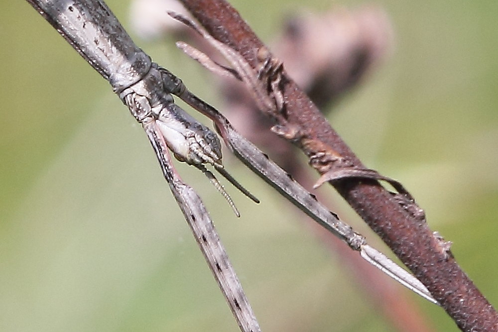 Femmina di Clonopsis gallica