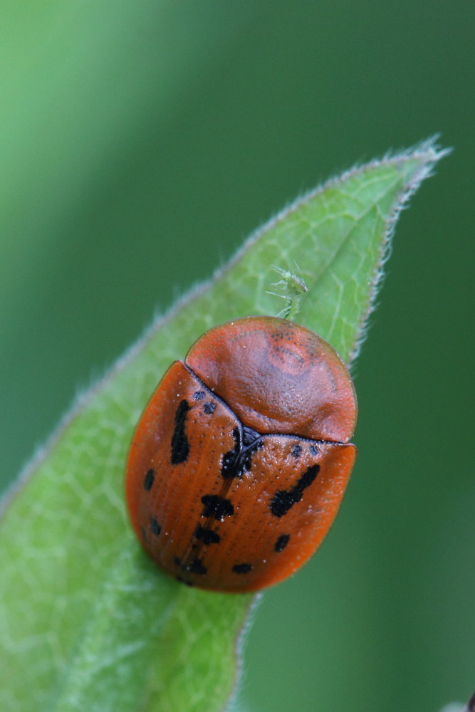 Chrysomelidae: Cassida murraea